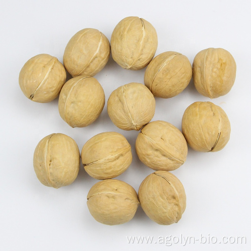 New Crop High Quality Shelled Raw Xin2 Walnuts